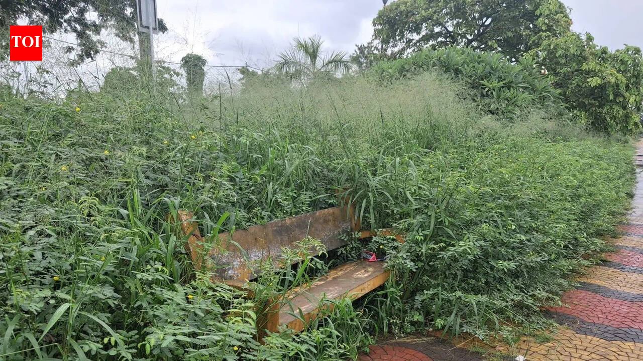 Neglect mars Cochin Port Trust Avenue Walkway; Now a haven for reptiles and stray dogs