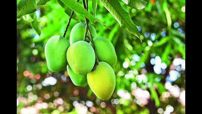 Early heat takes sweetness out of Telangana mangoes