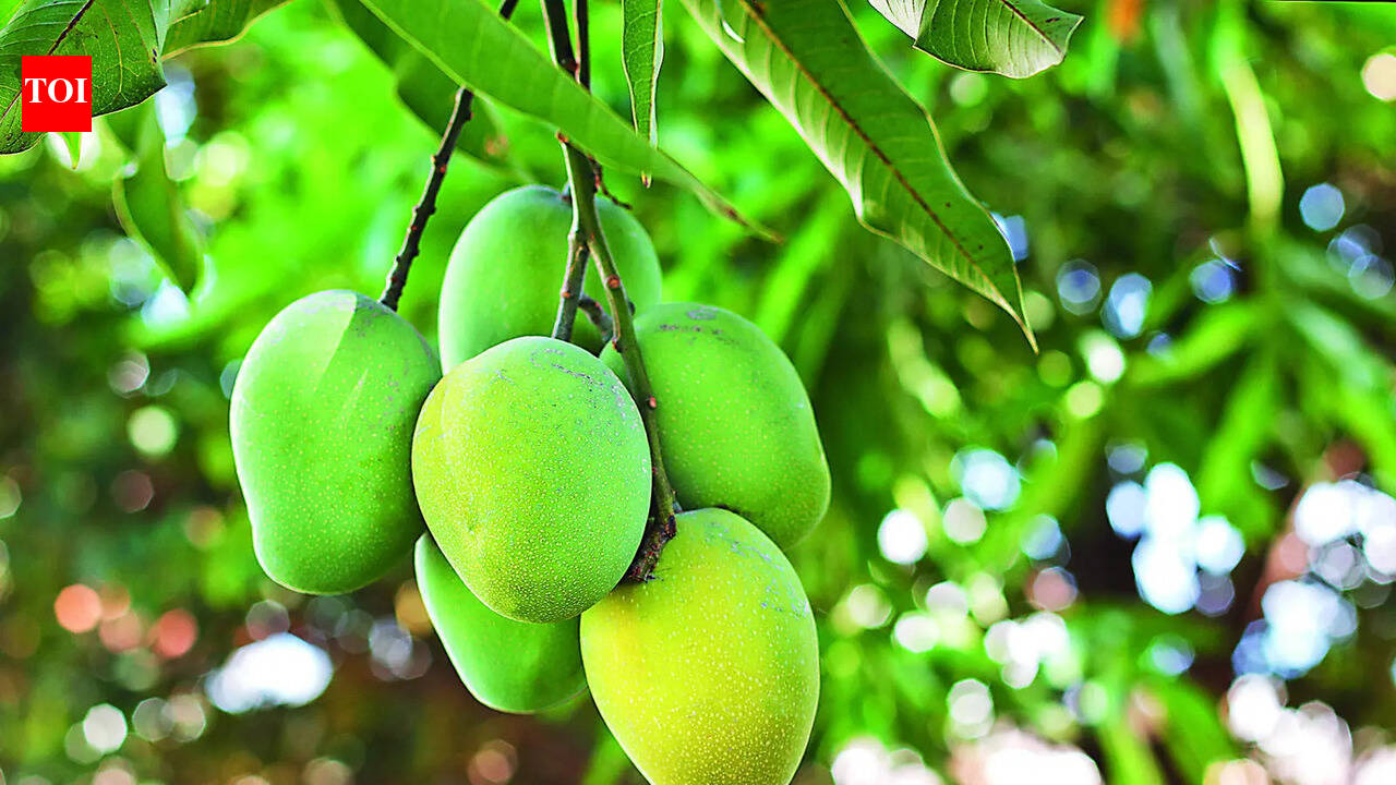 Early heat takes sweetness out of Telangana mangoes