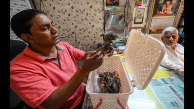 Rescuers are rushing dehydrated and sick birds to hospital, via delivery apps