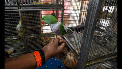 Rescuers are rushing dehydrated and sick birds to hospital, via delivery apps