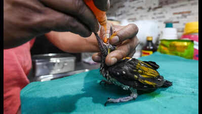 Rescuers are rushing dehydrated and sick birds to hospital, via delivery apps