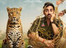 'Pati Pani Aur Woh Do' Day 13: Film breaches Rs 55 cr global mark