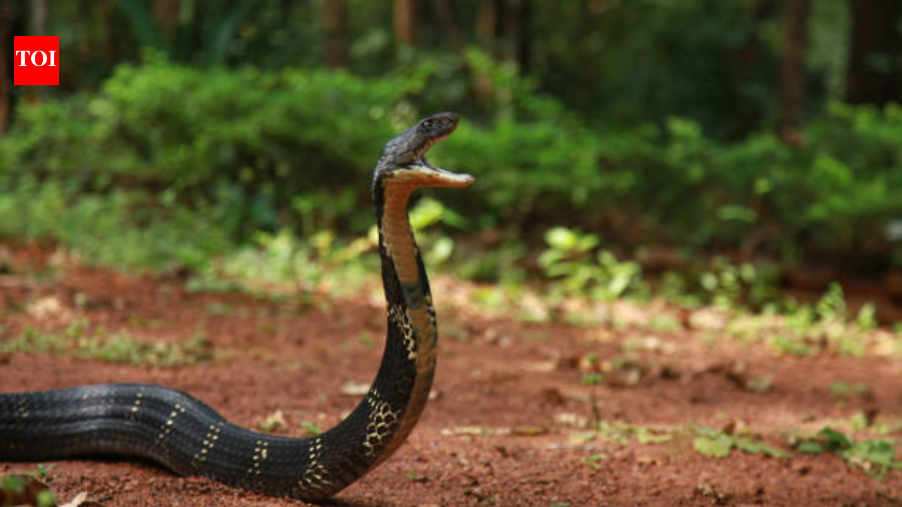 A King Cobra near your home could be looking for this one thing