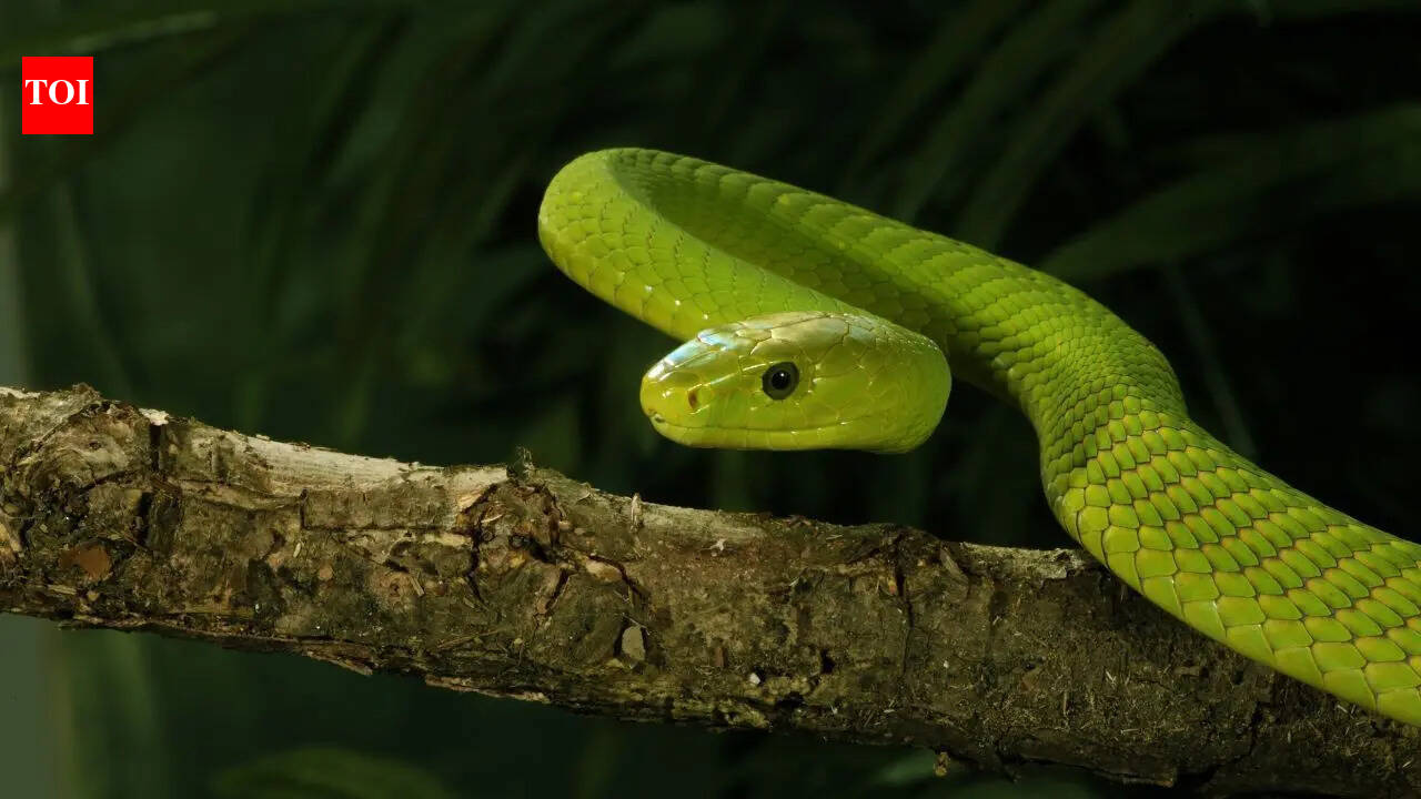 Green Mamba: Inside the venom, hunting behaviour, and striking physical traits of Africa’s hidden tree snake