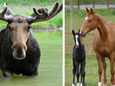 These 5 unusual animals also produce milk, and the internet is surprised