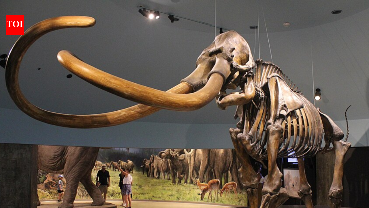 In 1978, two Texas teens hunting arrowheads found a mammoth bone that revealed an Ice Age nursery herd