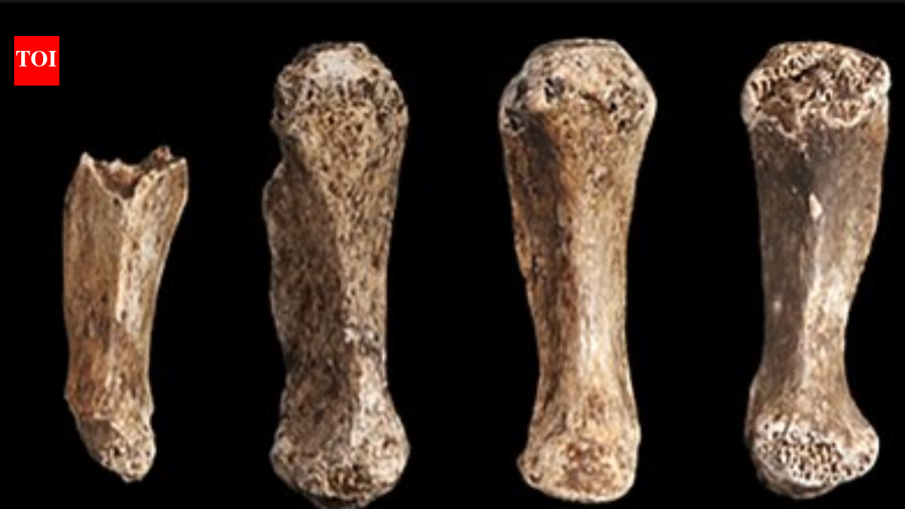 In 2013, cavers in South Africa uncovered Homo Naledi, a hidden branch of the human family