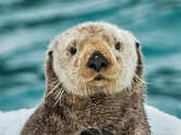 Otters are related to wolverines: 7 facts you didn't know