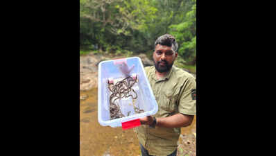 26 cobra hatchlings rescued after mother snake found dead in Bantwal