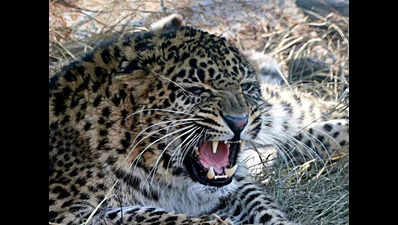 Leopard kills man in Chhattisgarh's Dhamtari forest, another child attacked in Gariyaband as fear spreads in villages