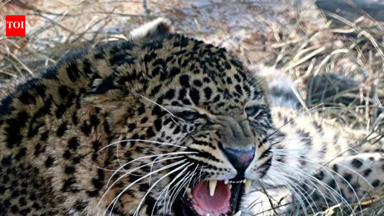 Leopard kills man in Chhattisgarh's Dhamtari forest, another child attacked in Gariyaband as fear spreads in villages