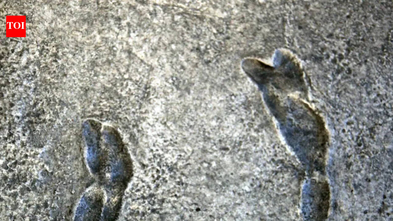 In 1976, an excavation in Tanzania unearthed ancient footprints that changed what we know about how we walk