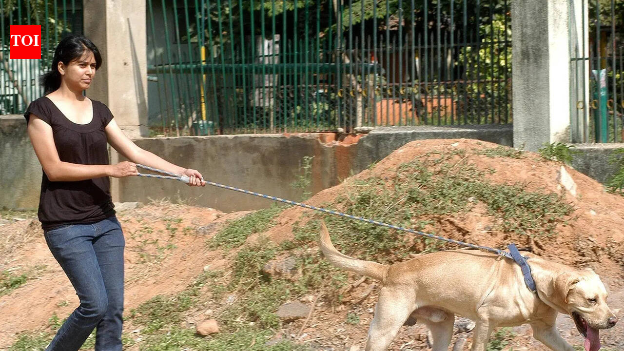 Too hot to trot: Experts issue summer alert for pet owners