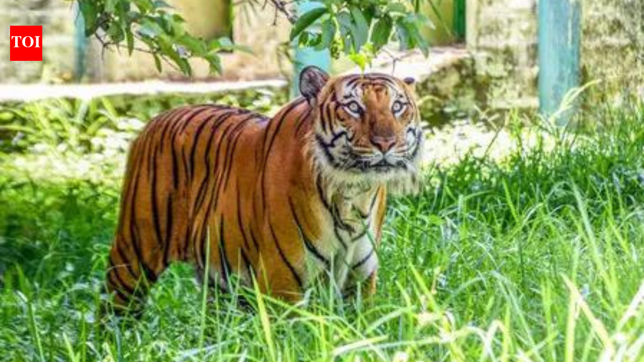 Adivasis demand halt to tiger safari push, evictions in south India forests