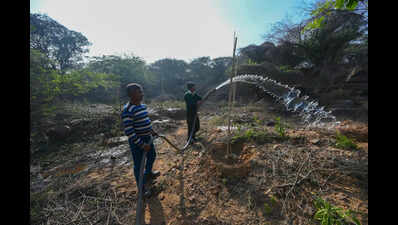 Tree cover among the lowest, but Haryana stalls free sapling drive
