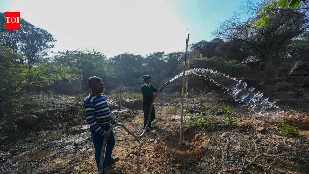 Tree cover among the lowest, but Haryana stalls free sapling drive