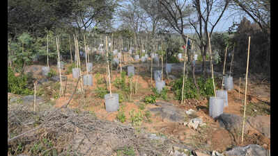 Tree cover among the lowest, but Haryana stalls free sapling drive