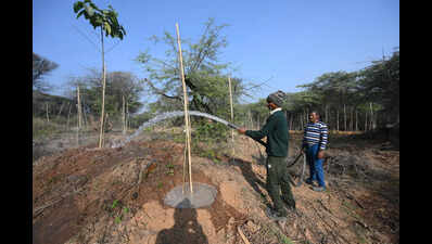 Tree cover among the lowest, but Haryana stalls free sapling drive
