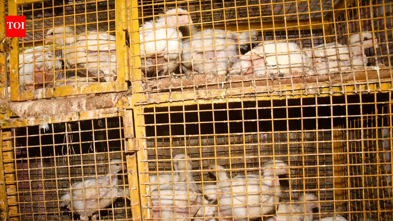 Poultry farmers in Navapur wait with bated breath for incident-free period