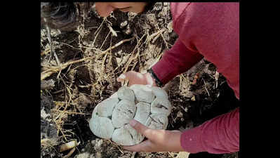 Seven-foot python, 10 eggs saved from Chandur Rly farm