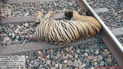 Tigress killed in train hit near Chanda