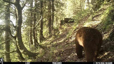 Himalayan brown bears confirmed after decades in Chamba sanctuary