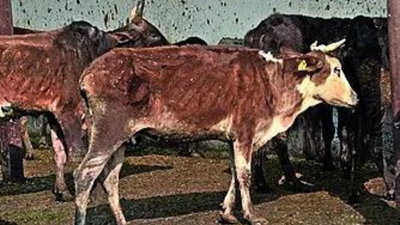 Bareilly education officers ordered to collect cattle fodder