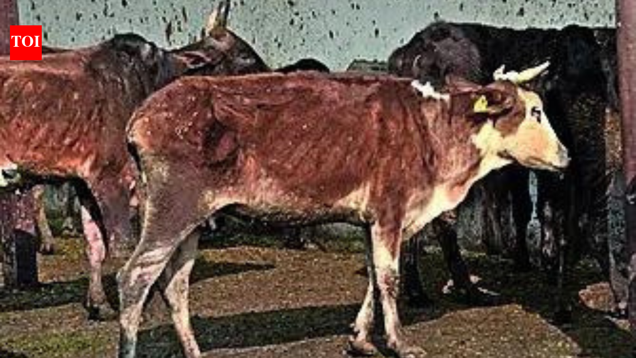 Bareilly education officers ordered to collect cattle fodder