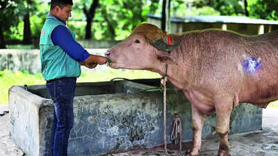 Viral fame spares 'Donald Trump' buffalo from Eid sacrifice in Bangladesh