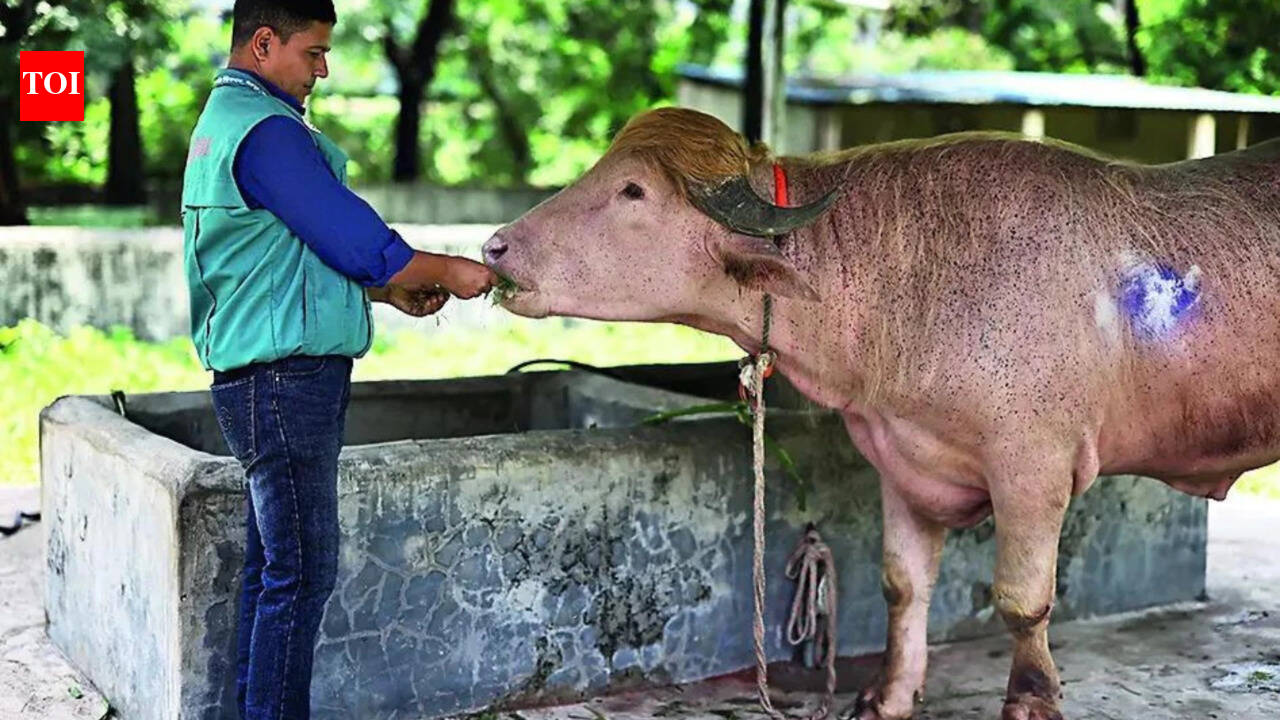 Viral fame spares 'Donald Trump' buffalo from Eid sacrifice in Bangladesh