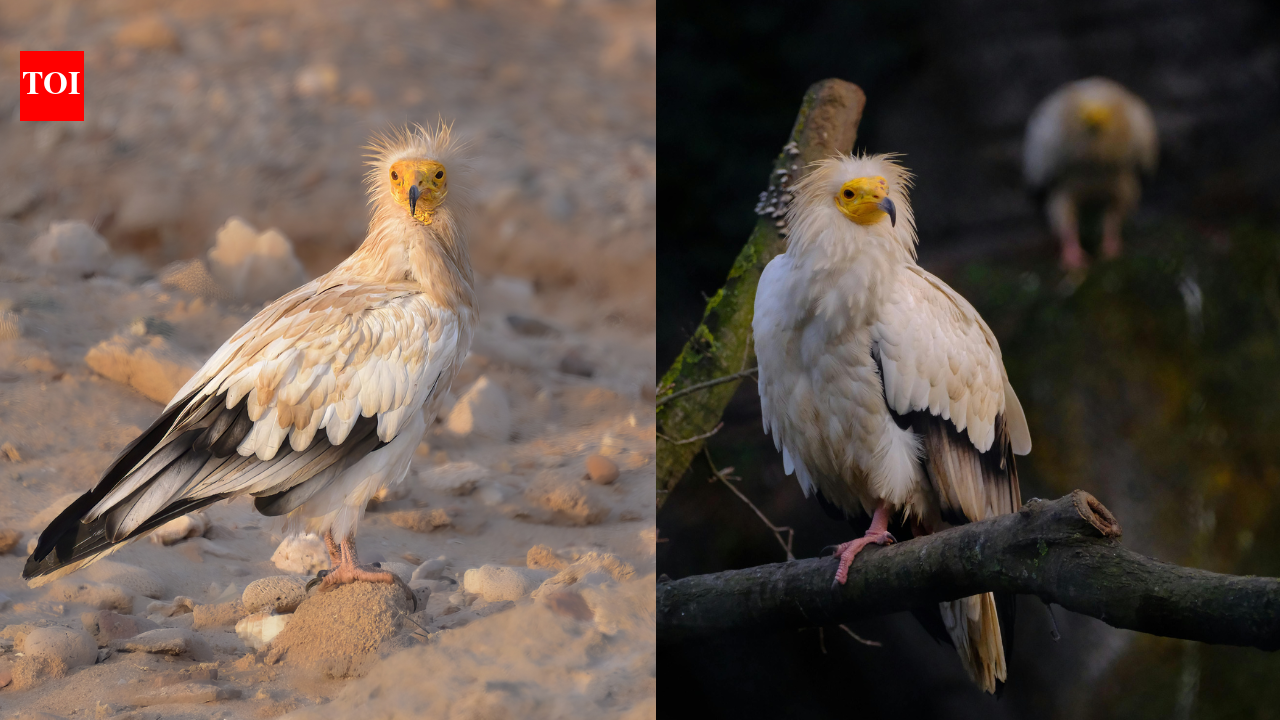 Egyptian vultures are closer to local extinction in Rayalaseema: Experts urge immediate conservation action