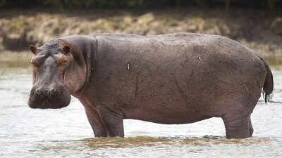 You won't believe this animal is the closest living relative of the hippo