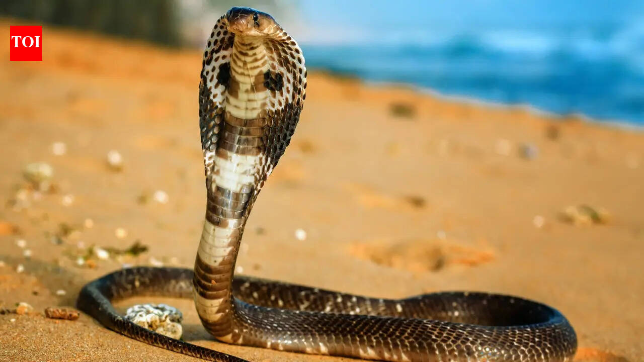 6 things every traveller (and every person) should know about snake bites