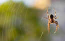 5 ways to protect your home from spiders naturally