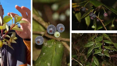 Lost Himalayan blueberry rediscovered in Arunachal Pradesh after 188 years: Rare Vaccinium piliferum found in dense forests