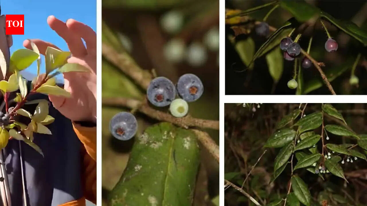 Lost Himalayan blueberry rediscovered in Arunachal Pradesh after 188 years: Rare Vaccinium piliferum found in dense forests