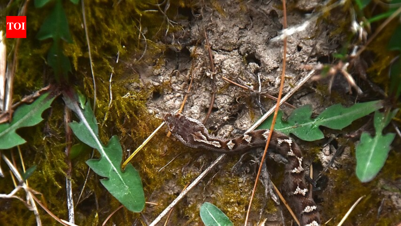 Scientists thought this venomous Himalayan snake was one species since 1864, it turned out to be five different snakes