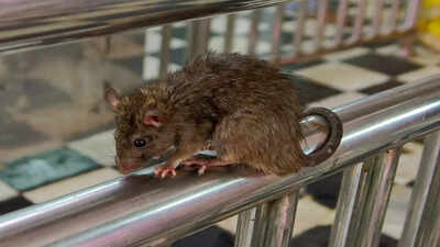 In 1918, rats escaped from a shipwreck onto a remote island - over a century later, scientists found an odd consequence