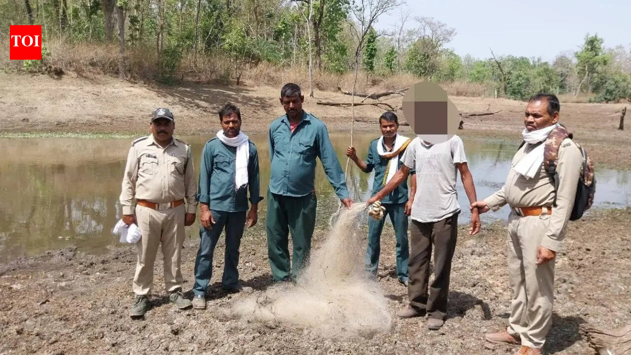 Pench Tiger Reserve’s AI watchdog helps nab intruder
