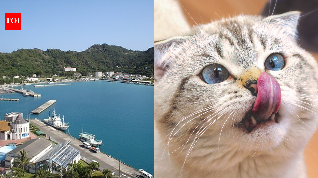 Japan removed 131 invasive cats from a remote island and the ecosystem rebounded faster than expected