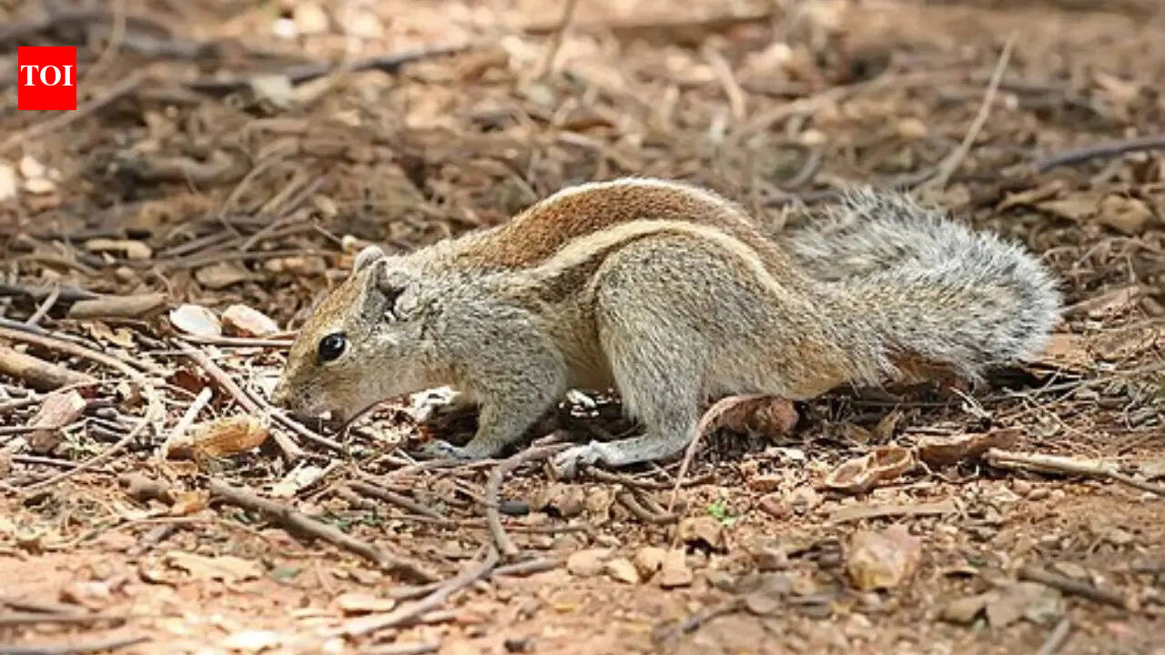 10 fascinating squirrel facts that reveal how clever these tiny animals really are