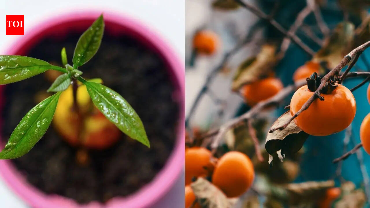 How to grow Persimmon in a pot