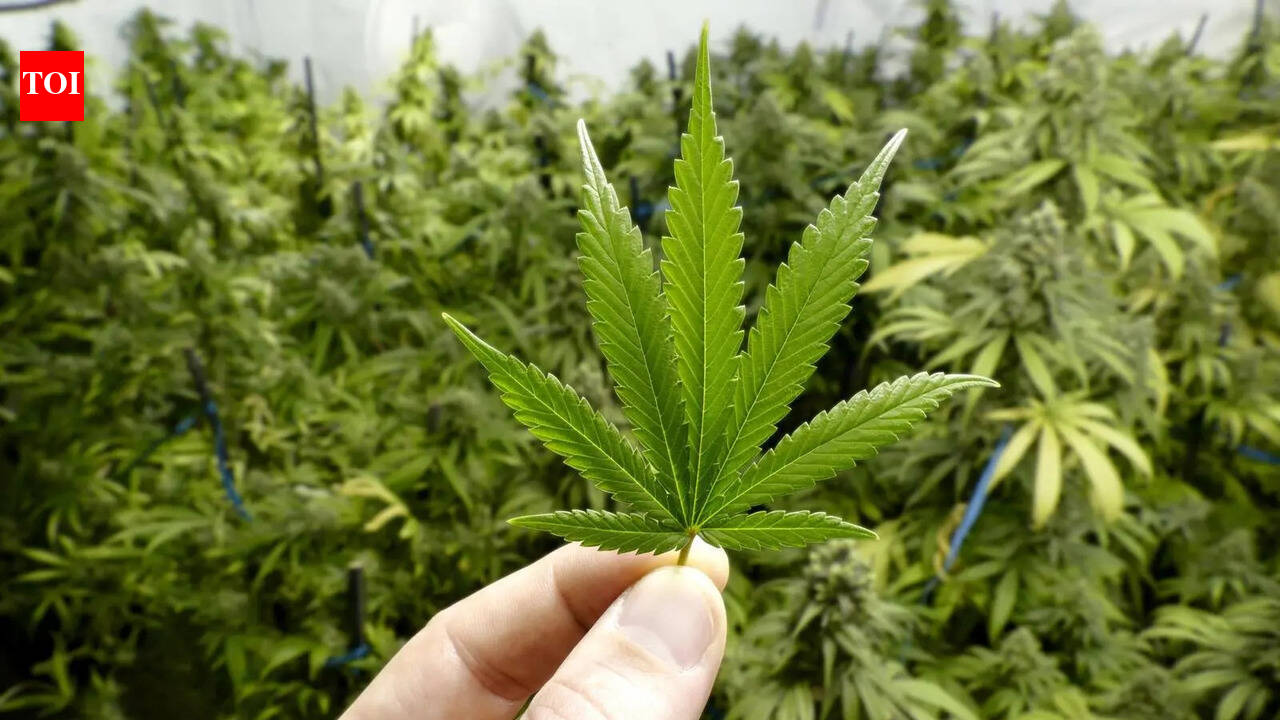 Man, son arrested for cultivating, selling cannabis in Ooty