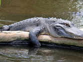 7 alligator facts that sound hard to believe