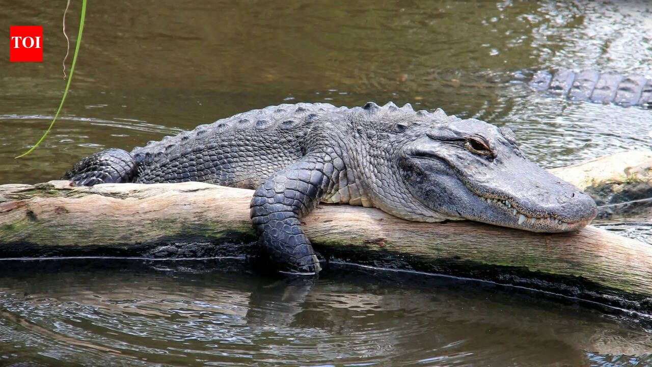 7 alligator facts that sound hard to believe