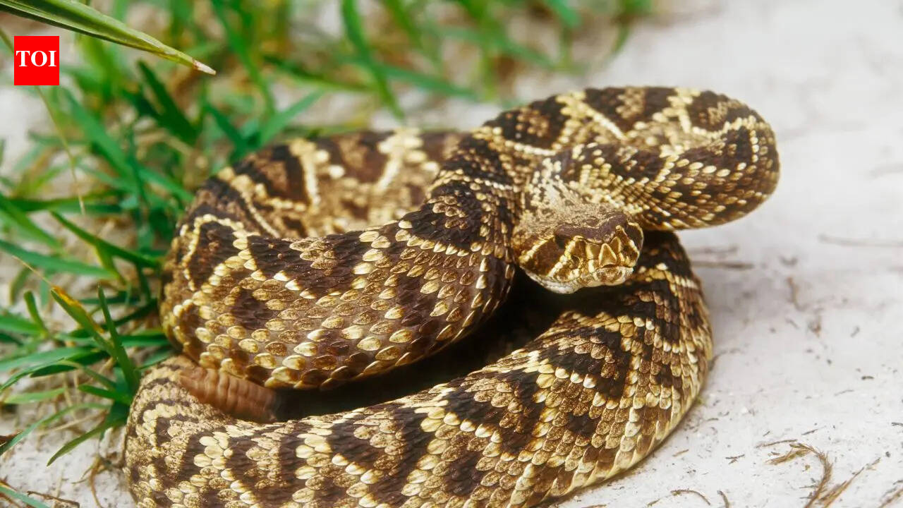 This is where snakes hide in Australian homes