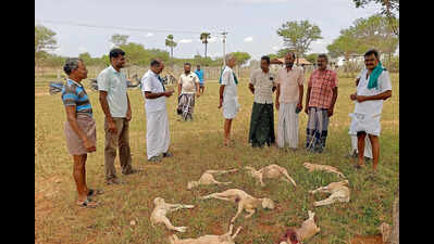 Fifteen Sheep Killed in Stray Dog Attack Near Vellakoil; Farmers Demand Immediate Compensation