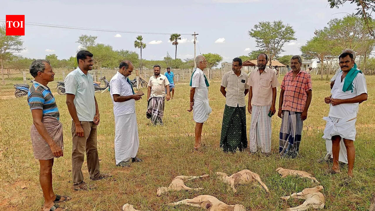 8 goats killed in stray dog attack in Tirupur villages