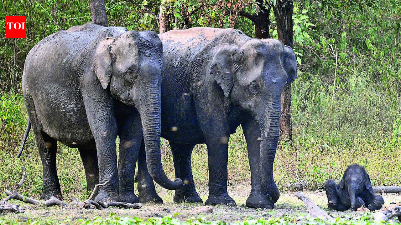 Wild tusker menace triggers panic in Chittoor villages